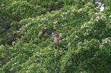 Ślepowron, Nycticorax nycticorax