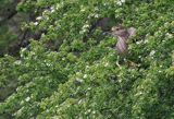 Ślepowron, Nycticorax nycticorax