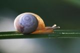 ślimak szklarka Oxychilus sp tereny opuszczonej wsi Tworylne, Park Karjobrazowy Doliny Sanu, Bieszczady