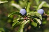 śliwa domowa typowa, węgierka Prunus domestica L. subsp. domestica) ; śliwki