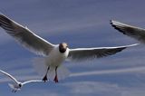 mewa śmieszka, Chroicocephalus ridibundus, syn. Larus ridibundus, Black-headed gull