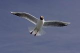 mewa śmieszka, Chroicocephalus ridibundus, syn. Larus ridibundus, Black-headed gull
