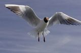 mewa śmieszka, Chroicocephalus ridibundus, syn. Larus ridibundus, Black-headed gull