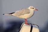 mewa śmieszka, Chroicocephalus ridibundus, syn. Larus ridibundus, Black-headed gull