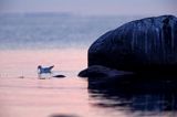 Mewa śmieszka, Larus ridibundus