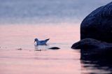 Mewa śmieszka, Larus ridibundus