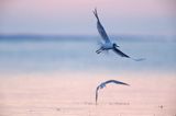 Mewa śmieszka, Larus ridibundus