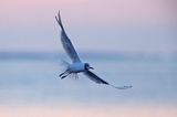 Mewa śmieszka, Larus ridibundus