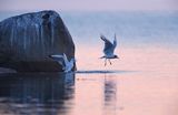 Mewa śmieszka, Larus ridibundus