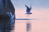 Mewa śmieszka, Larus ridibundus