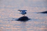 Mewa śmieszka, Larus ridibundus