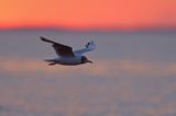 Mewa śmieszka, Larus ridibundus