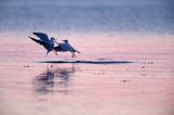 Mewa śmieszka, Larus ridibundus