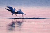 Mewa śmieszka, Larus ridibundus