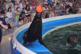 uchatka z piłką w delfinarium w Smiltyne na Mierzei Kurońskiej, Neringa, Litwa sea lion in Dolphinarium, Smiltyne, Curonian Spit, Neringa, Lithuania