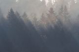 smugi mgły i światła nad lasem, Bieszczady