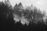 Las, smugi mgły po deszczu