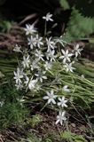 śniedek cienkolistny Ornithogalum collinum Ponidzie rezerwat stepowy 'Skorocice'