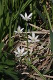 śniedek cienkolistny Ornithogalum collinum Ponidzie rezerwat stepowy 'Skorocice'