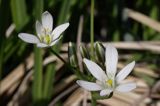 śniedek cienkolistny Ornithogalum collinum Ponidzie rezerwat stepowy 'Skorocice'