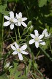 śniedek cienkolistny Ornithogalum collinum Ponidzie rezerwat stepowy 'Skorocice'