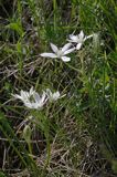 śniedek cienkolistny Ornithogalum collinum Ponidzie rezerwat stepowy 'Skorocice'