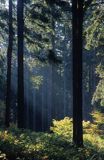 Śnieżnicki Park Krajobrazowy, las w Górach Złotych