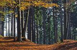 Śnieżnicki Park Krajobrazowy, las w Górach Złotych