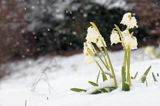 śnieżyca wiosenna, Leucoium vernum, zwana także gładyszkiem