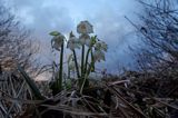 śnieżyca wiosenna, Leucoium vernum, zwana także gładyszkiem