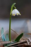 śnieżyca wiosenna, Leucoium vernum, zwana także gładyszkiem