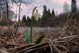 śnieżyca wiosenna, Leucoium vernum, zwana także gładyszkiem