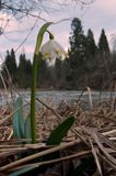 śnieżyca wiosenna, Leucoium vernum, zwana także gładyszkiem