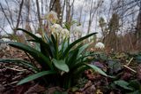 śnieżyca wiosenna, Leucoium vernum, zwana także gładyszkiem