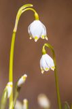 Śnieżyca wiosenna, Leucoium vernum, zwana także gładyszkiem