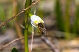 Śnieżyca wiosenna, Leucoium vernum, zwana także gładyszkiem oraz pszczoła