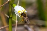 Śnieżyca wiosenna, Leucoium vernum, zwana także gładyszkiem oraz pszczoła