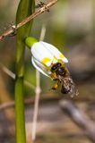 Śnieżyca wiosenna, Leucoium vernum, zwana także gładyszkiem oraz pszczoła