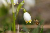 Śnieżyca wiosenna, Leucoium vernum, zwana także gładyszkiem oraz pszczoła