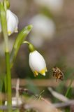 Śnieżyca wiosenna, Leucoium vernum, zwana także gładyszkiem oraz pszczoła