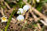 Śnieżyca wiosenna, Leucoium vernum, zwana także gładyszkiem oraz pszczoła