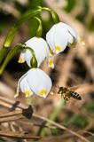 Śnieżyca wiosenna, Leucoium vernum, zwana także gładyszkiem oraz pszczoła