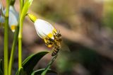 Śnieżyca wiosenna, Leucoium vernum, zwana także gładyszkiem oraz pszczoła