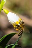 Śnieżyca wiosenna, Leucoium vernum, zwana także gładyszkiem oraz pszczoła