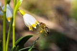 Śnieżyca wiosenna, Leucoium vernum, zwana także gładyszkiem oraz pszczoła