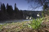 Śnieżyca wiosenna, Leucoium vernum, zwana także gładyszkiem