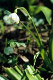 śnieżyca wiosenna Leucojum vernum