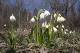 Śnieżyca wiosenna, Leucoium vernum, zwana także gładyszkiem
