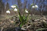 Śnieżyca wiosenna, Leucoium vernum, zwana także gładyszkiem