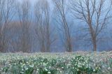 Rezerwat przyrody Śnieżyca wiosenna w Dwerniczku, Bieszczady, Leucojum vernum